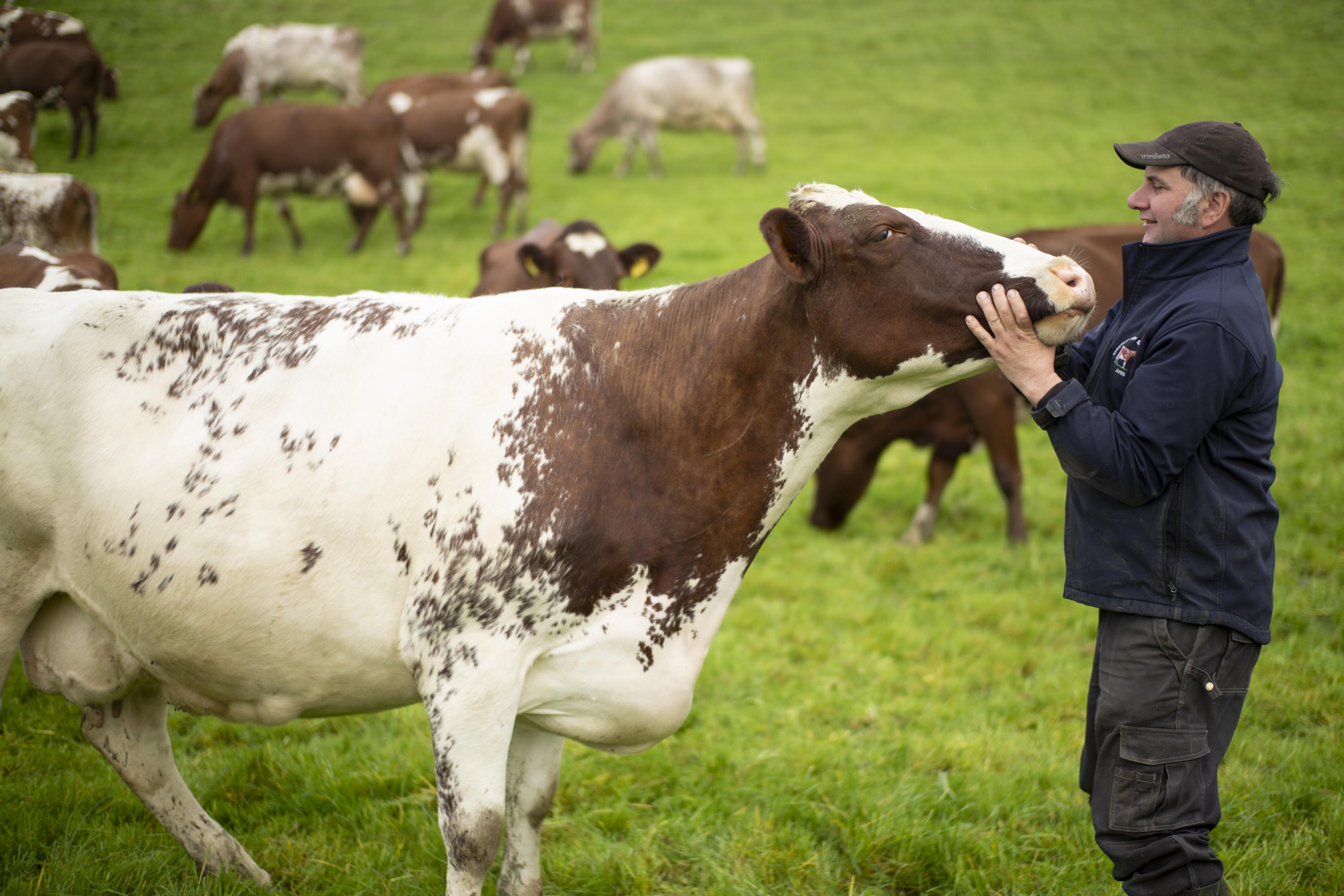 Farmer James Robinson at his Dairy Shorthorn cattle farm in Kendal, South Cumbria. 