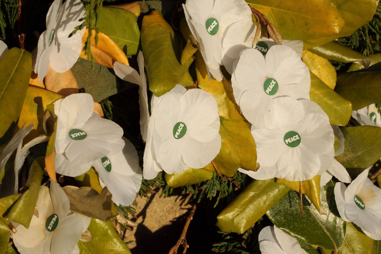 why-do-people-wear-a-white-poppy-in-november-woman-home