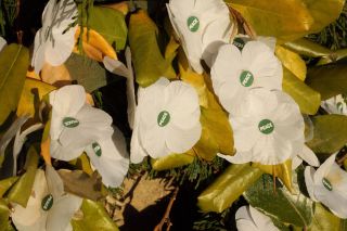 White Poppy wreath symbolising peace and pacifism UK
