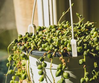 String of pearls in sunlight