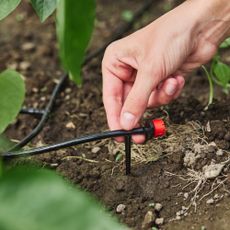 Installing drip irrigation