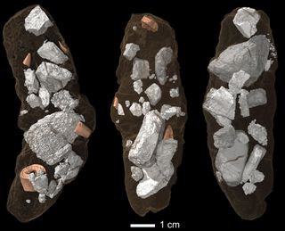 Coprolites, or fossil droppings, of the dinosaur-like archosaur Smok wawelski contain lots of chewed-up bone fragments.