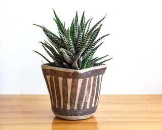 Haworthia in square vertically striped brown and cream pot