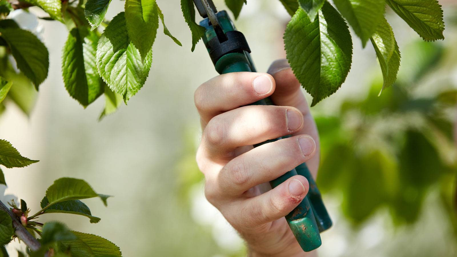 pruning a cherry tree in fall