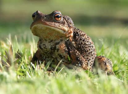 Toad On Green Grass