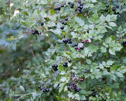A Florida Privet hedge with berries 