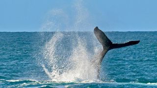 The tail of a humpback whales (Megaptera novaeangliae) is pictured in the Abrolhos Archipelago, Bahia State, Brazil on August 19, 2026.