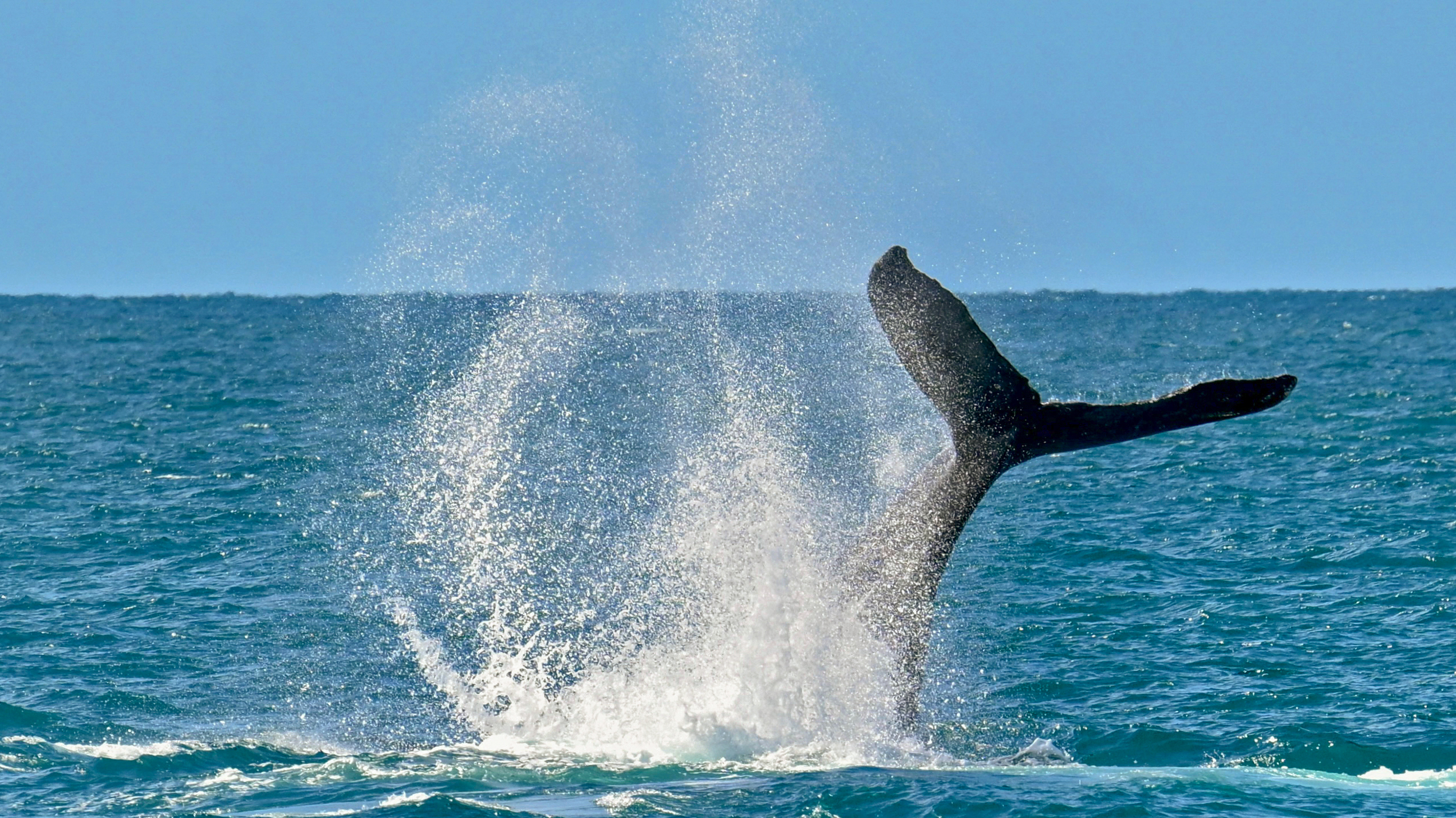 The tail of a humpback whales (Megaptera novaeangliae) is pictured in the Abrolhos Archipelago, Bahia State, Brazil on August 19, 2026.