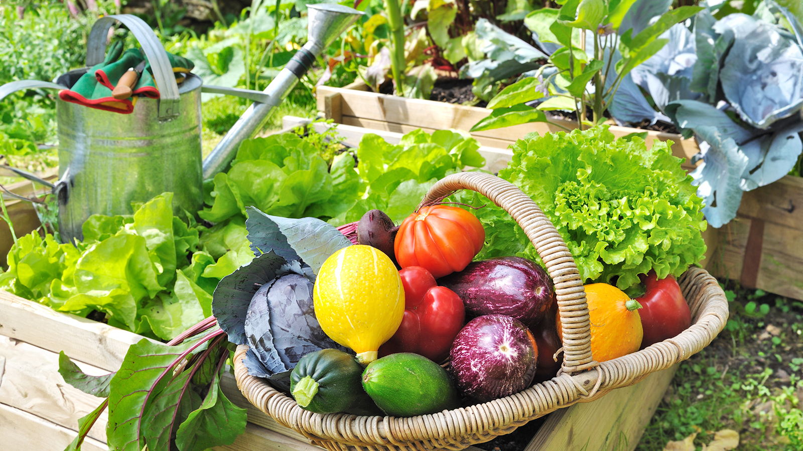 Vegetable harvest in garden on raised beds
