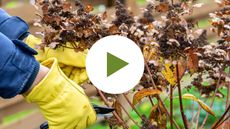 Pruning Hydrangea Plant In The Fall