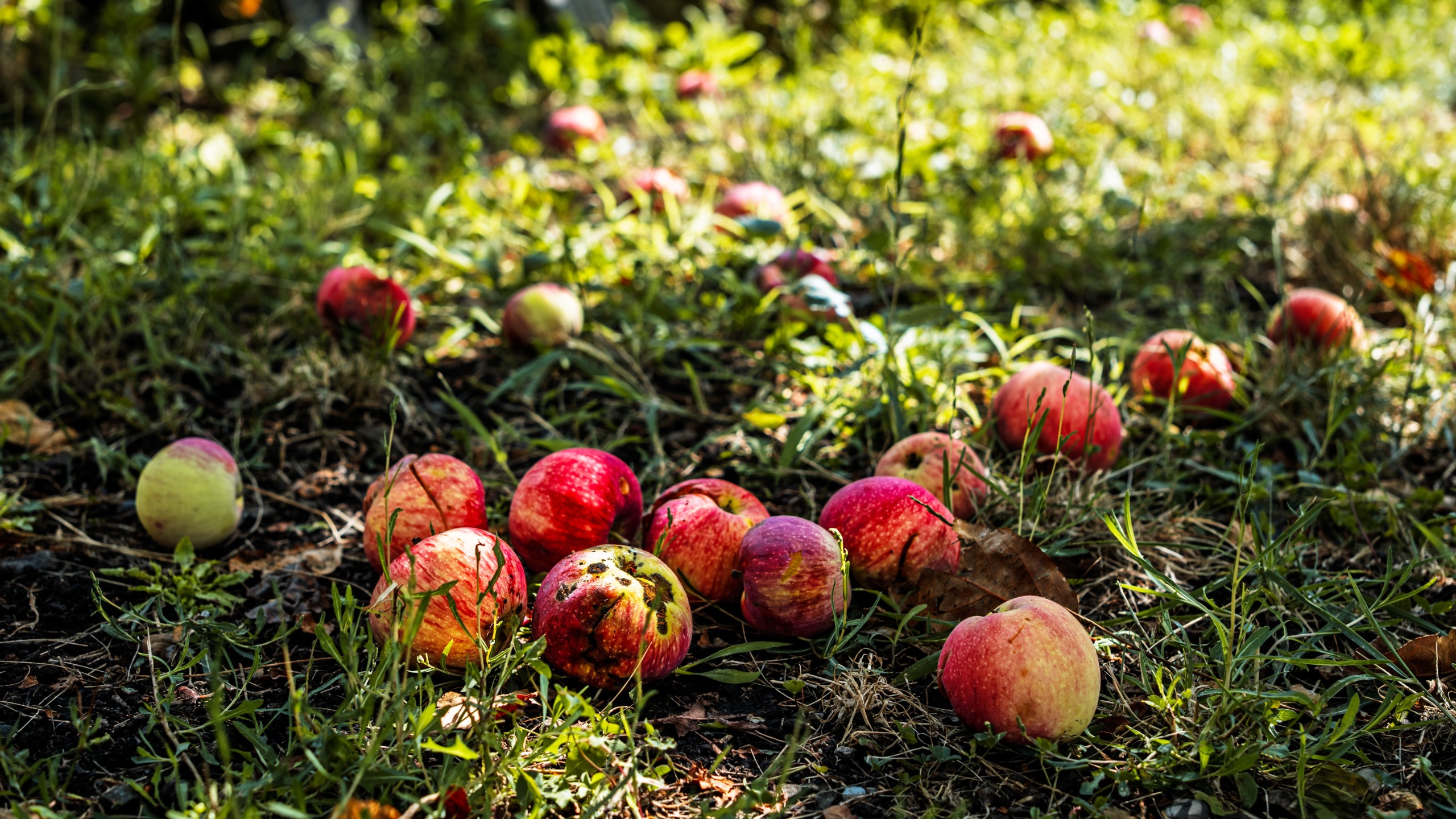 Apples on ground