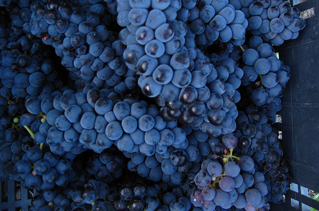 Three Argentinean grape varieties