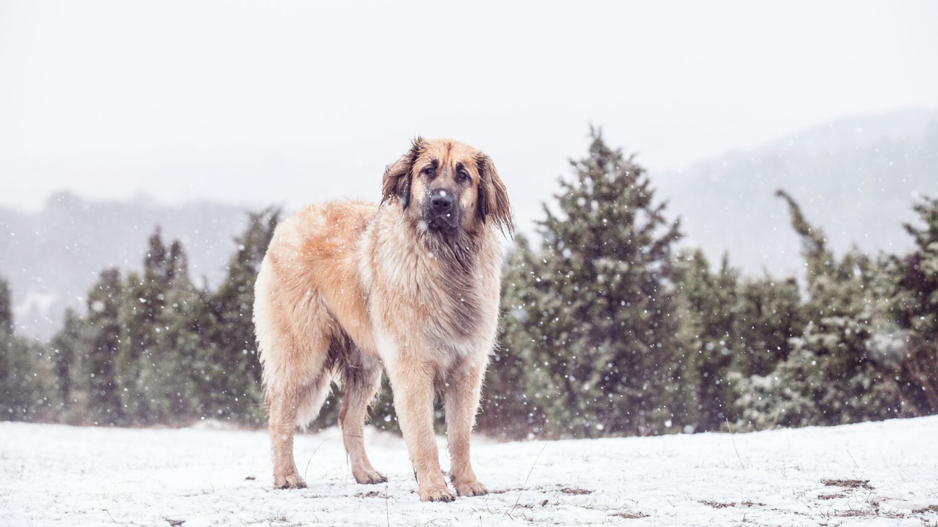 tall shaggy dog against an winter alpine backdrop
