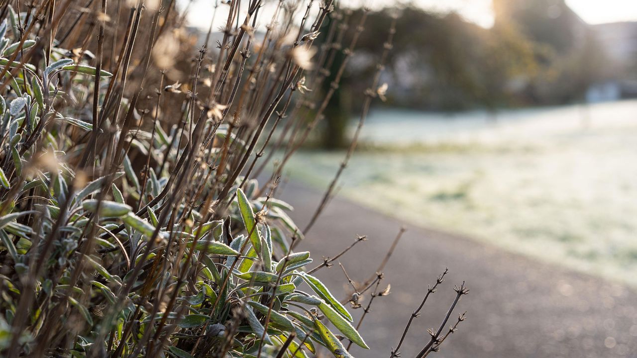 lavender plants in winter