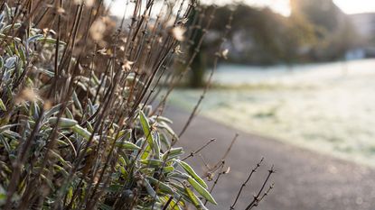 lavender plants in winter