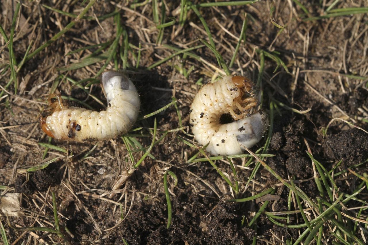 Insects In Grass