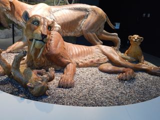 This sculpture of saber-toothed kittens with their mother is on display at the La Brea Tar Pits & Museum in Los Angeles, California.