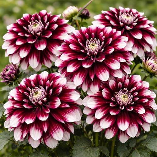 3 Dahlia Dinnerplate Tartan Tubers for Planting (3 Large Tubers)