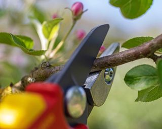 cutting branches with pruners
