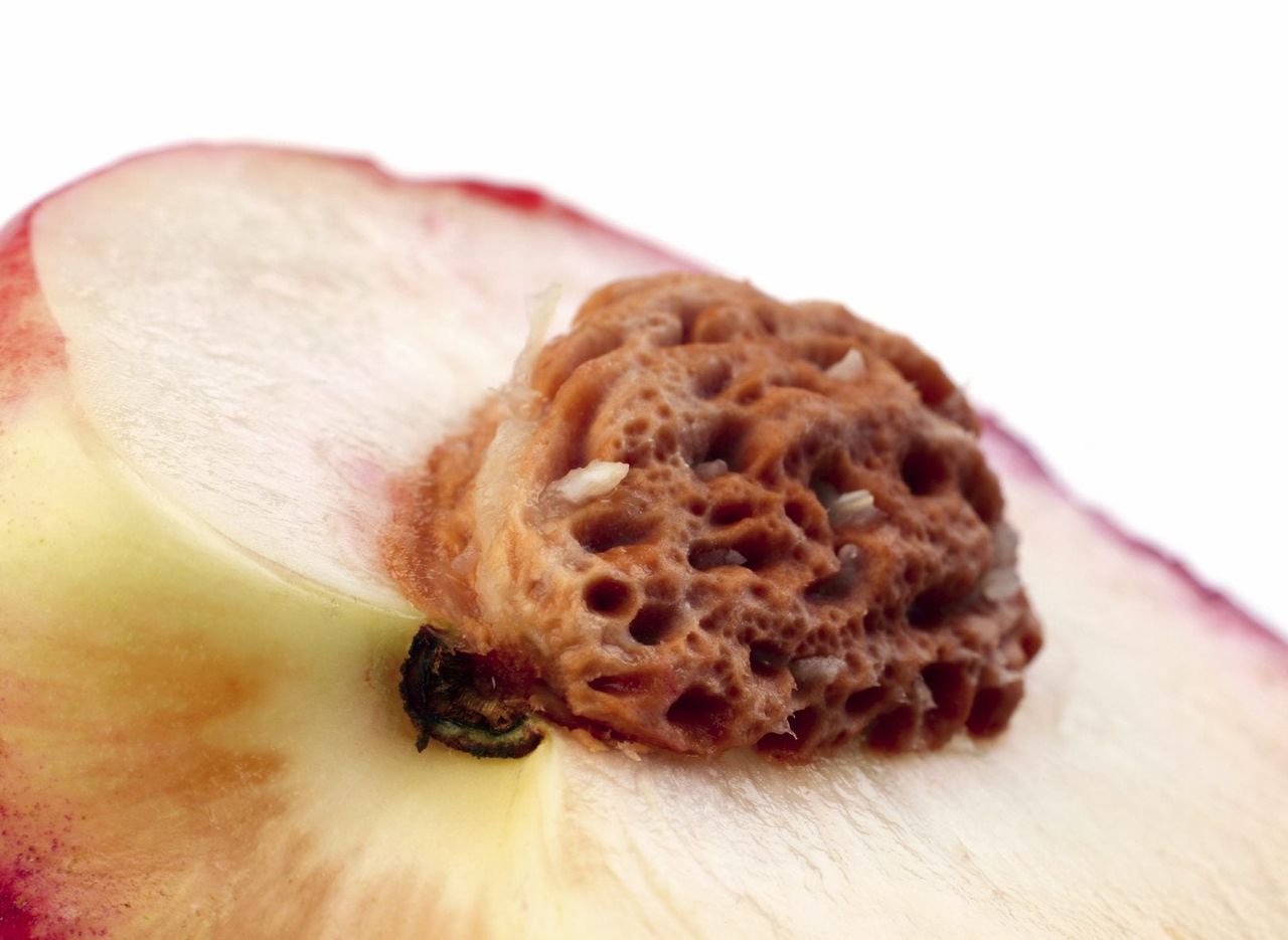 Sliced Peach Fruit With Seed Showing