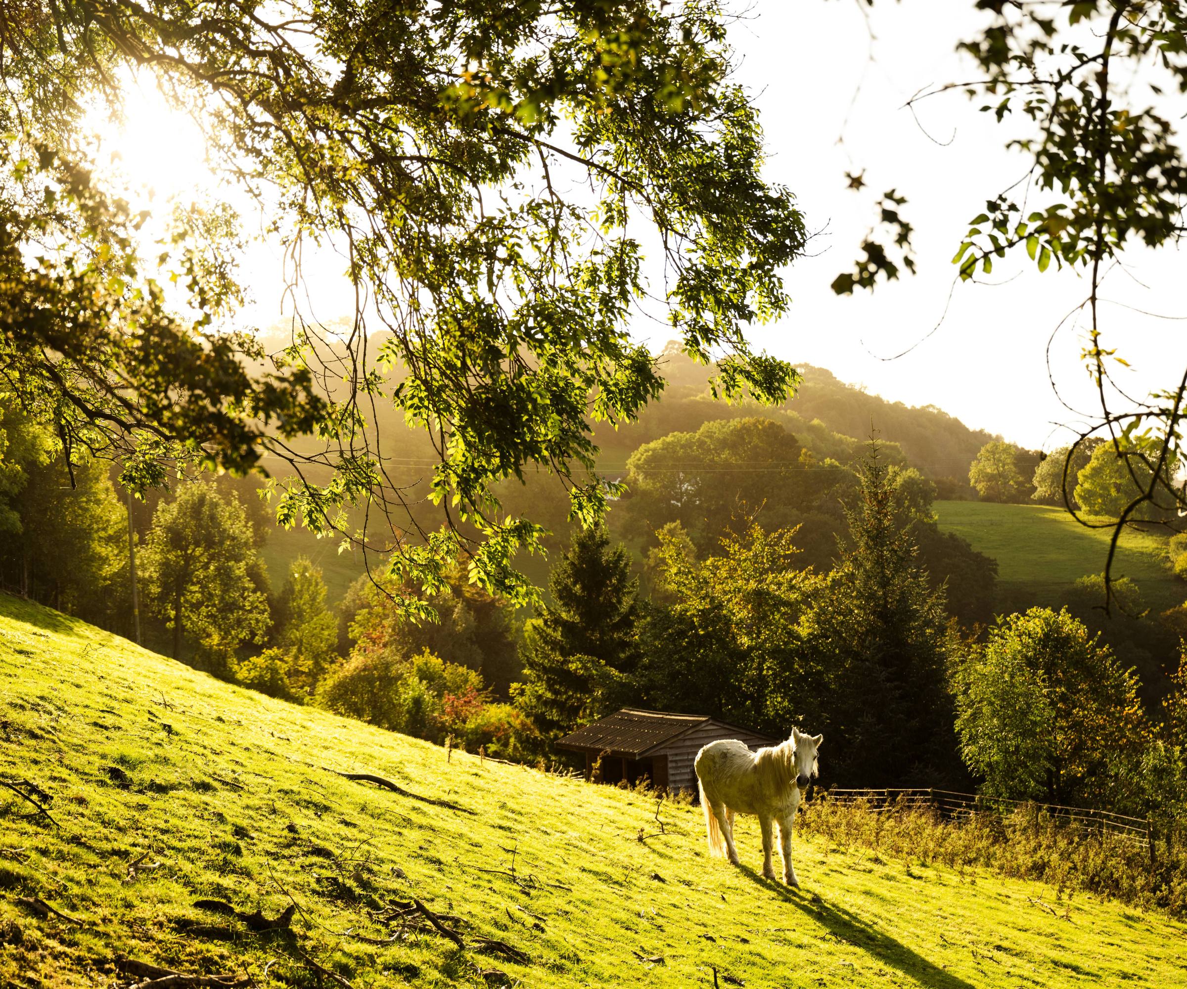 Horse in sun-dappled meadow on a hill in Welsh countryside