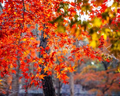 The Japanese maple varieties that will thrive in hot climates ...