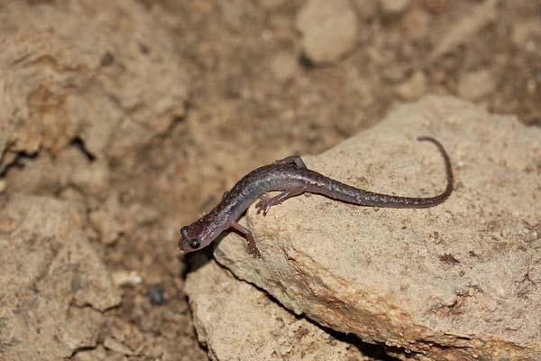 Chiropterotriton mosaueri