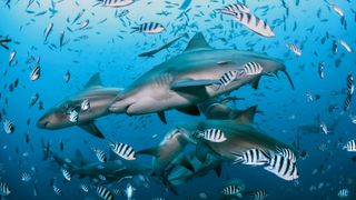 Group of bull sharks at Beqa Lagoon in Fiji.