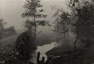 Woods near My House, Somerset, c1991, by Don McCullin
