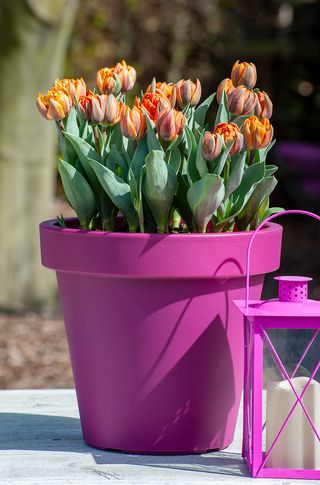 container planted with tulips