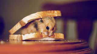 Hamster between two pieces of bread eating