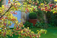autumn berry tree in a garden