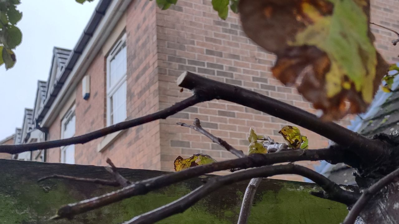 A freshly cut crabtree branch.