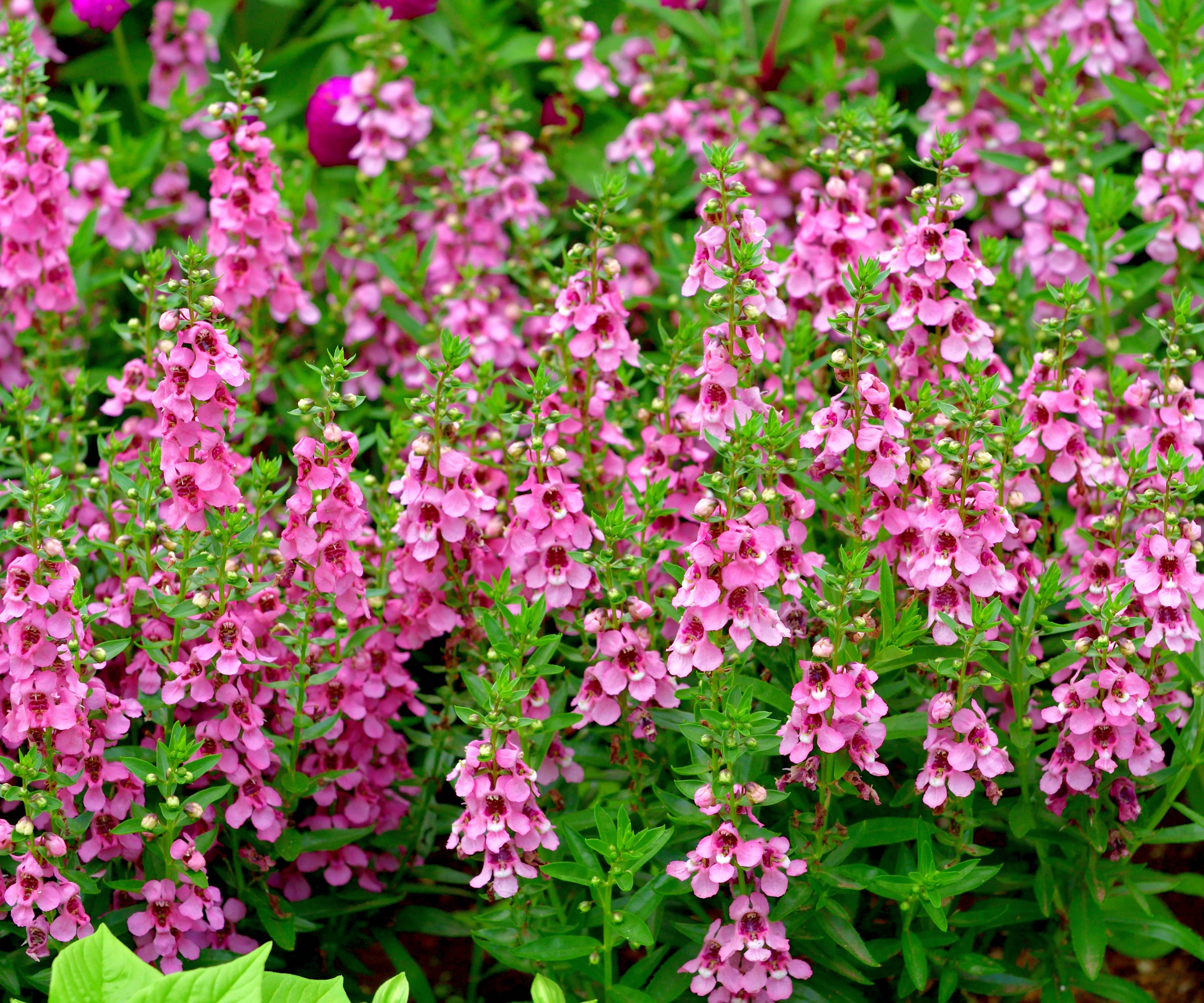 Angelonia Angustifolia