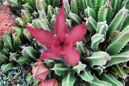 Red Starfish Flower Cactus