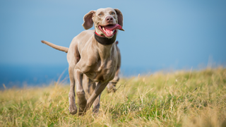 One of the best dogs for runners, a Weimaraner running through the grass