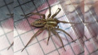 A funnel weaving spider in a clear box.