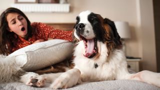 How to get a dog to sleep in a different room. Saint Bernard dog yawning on bed