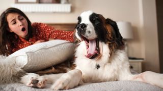 How to get a dog to sleep in a different room. Saint Bernard dog yawning on bed 