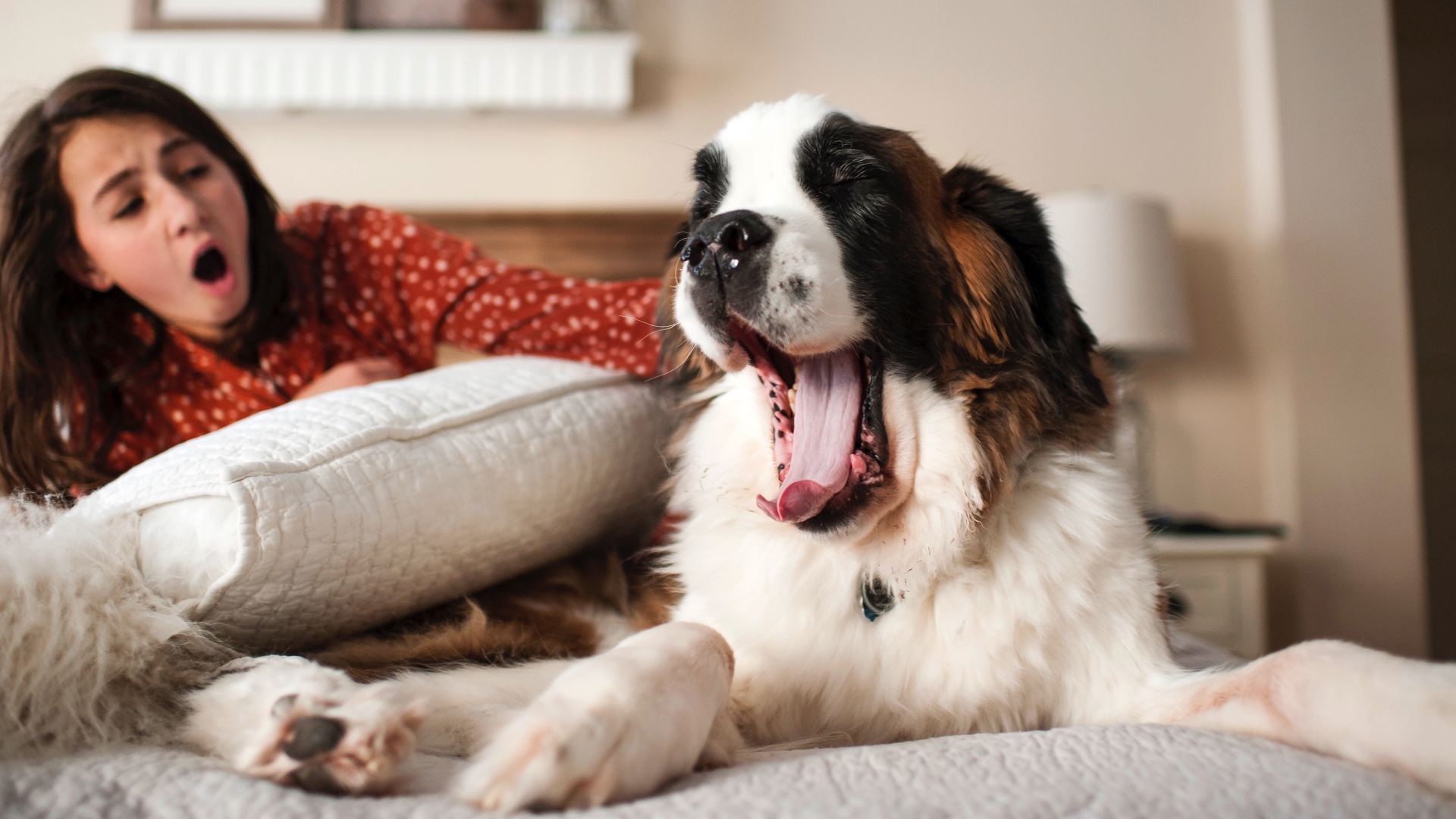 How to get a dog to sleep in a different room | PetsRadar