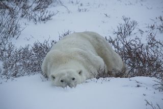 google street view, polar bears