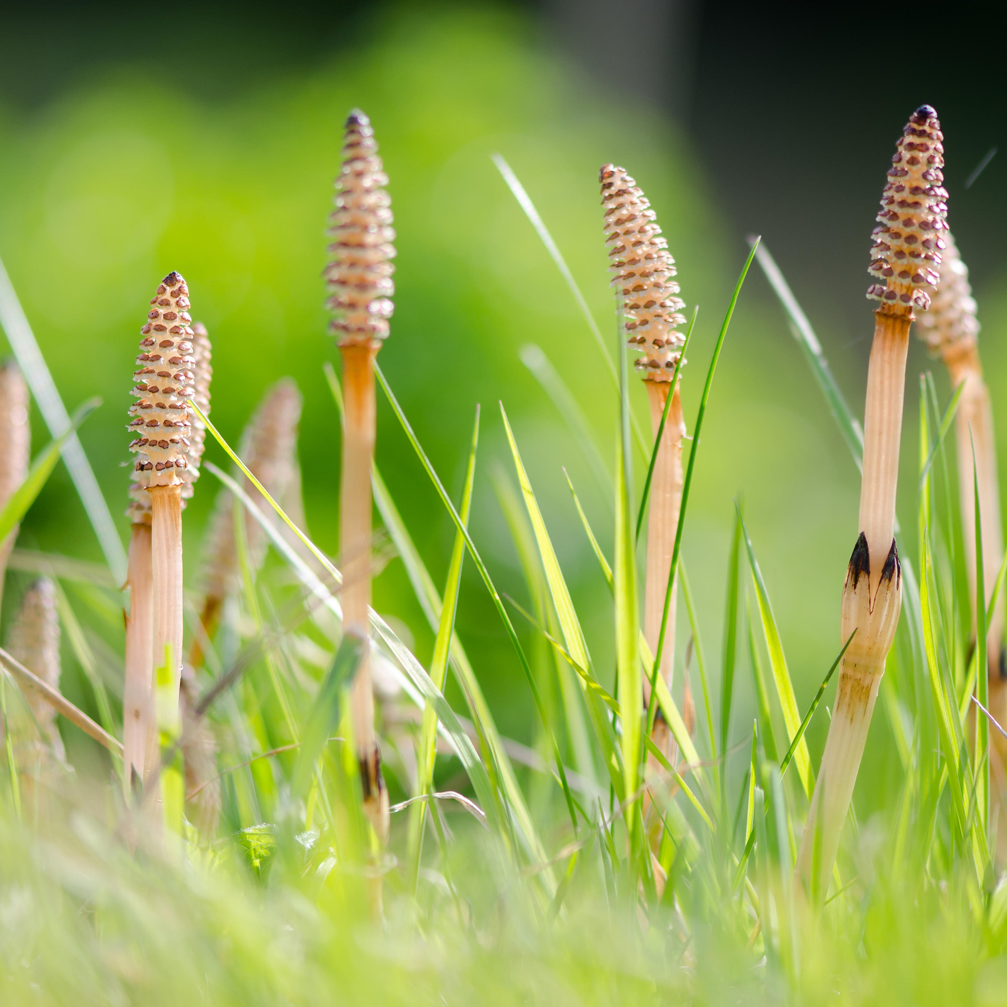 Horsetail with fertile spurs growing amongst grass in the UK