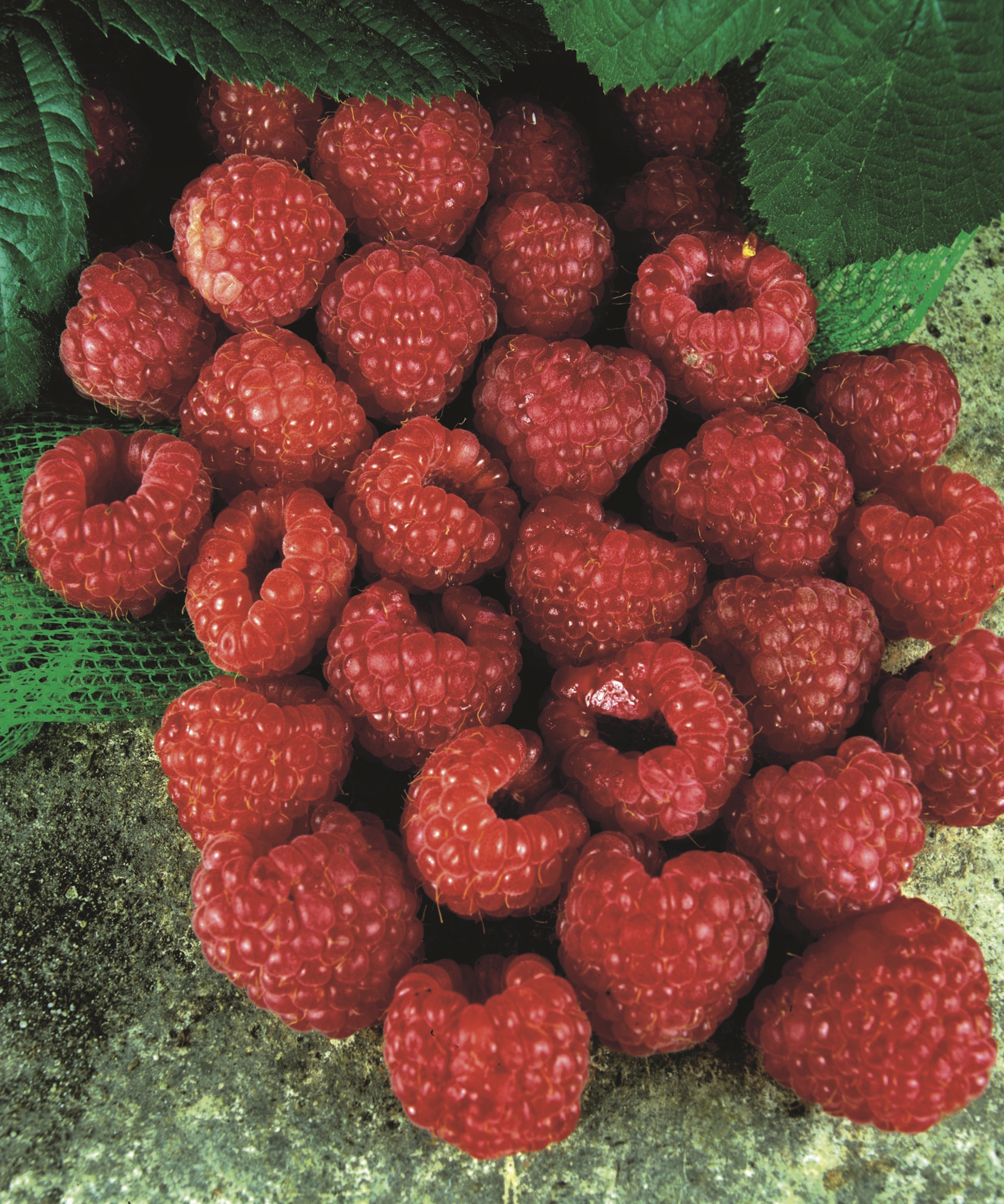 Freshly picked red fruits of Raspberry Glen Prosen plants