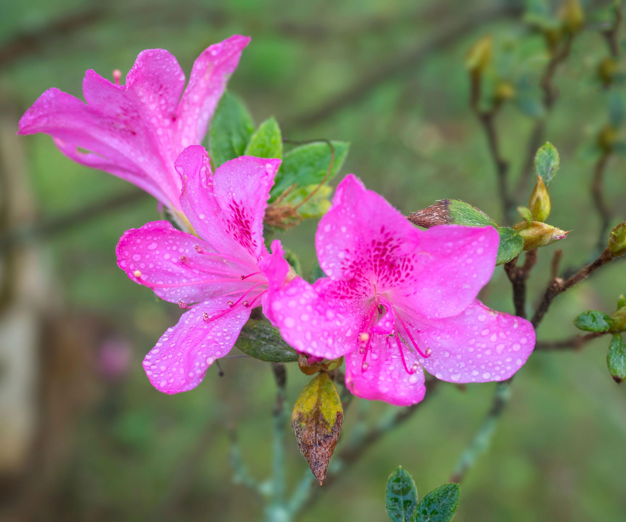 pink flowers of 'Autumn Royalty' Encore Azalea