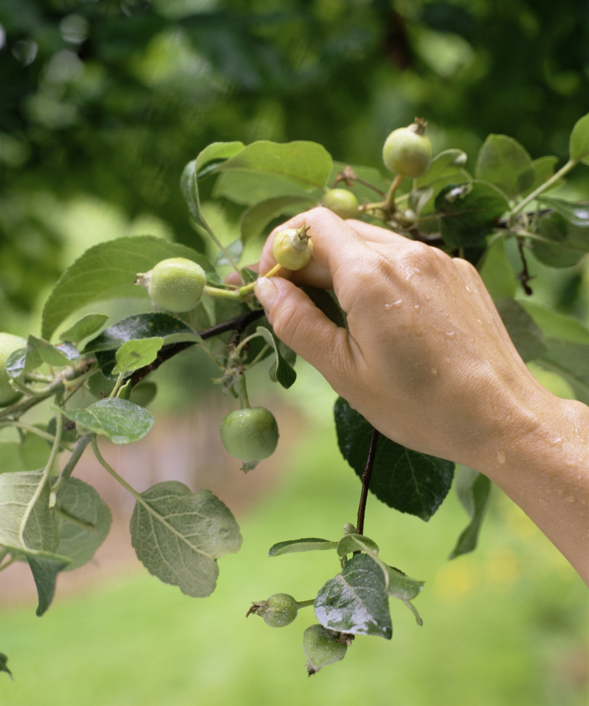 A gardener thins apples with their fingers