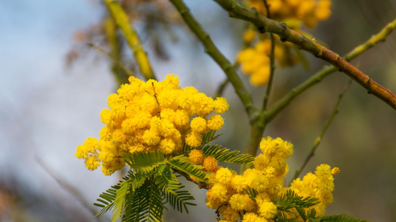 Mimosa blossom 