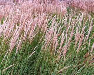 planting hack to hide a fence Calamagrostis