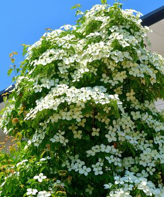 white flowering cornus kousa, also known as Japanese dogwood