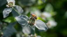 Honey bee on a Mountain Mint plant
