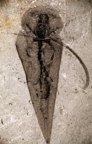 The hyolith Haplophrentis carinatus, found fossilized in the Burgess Shale in British Columbia's Kootenay National Park. A curved "helen" is visible protruding from between the cone-like bottom shell and the round top shell.
